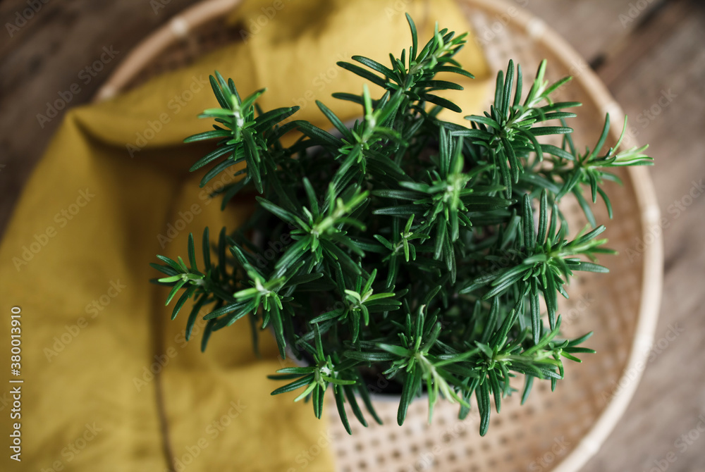 Potted Rosemary Potted Rosemary