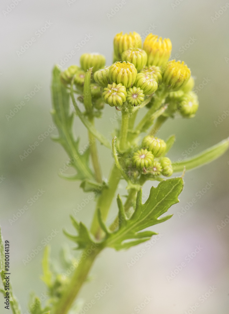 Senecio species plant with medicinal properties of medium size and intense yellow flowers on erect green stems and unfocused green background