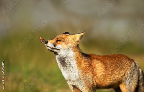 Portrait of a red fox with a butterfly on nose photo