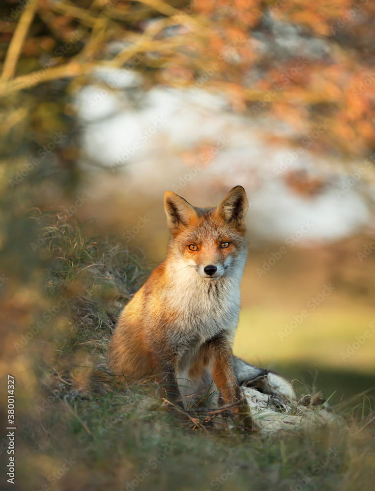 Fototapeta premium Lis rudy siedzi pod drzewem jesienią