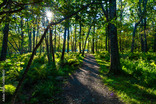 sunlight through the forest