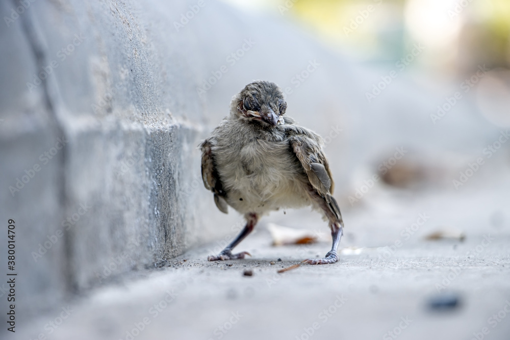 Fototapeta premium A small blind baby bird on the street. A newborn bird fell out of a nest on a tree on the road.