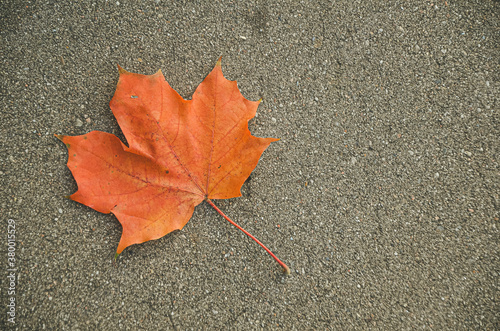 Single red autumn maple leaf lays on dark asphalt road. Focus point is on the leaf and here is lot of room for text. Image with vintage effect, selective focus