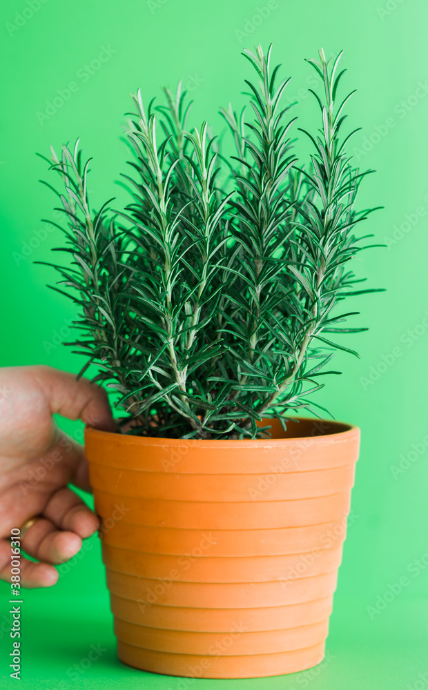 Rosemary plant on a green background. Rosemary plant on a green background.