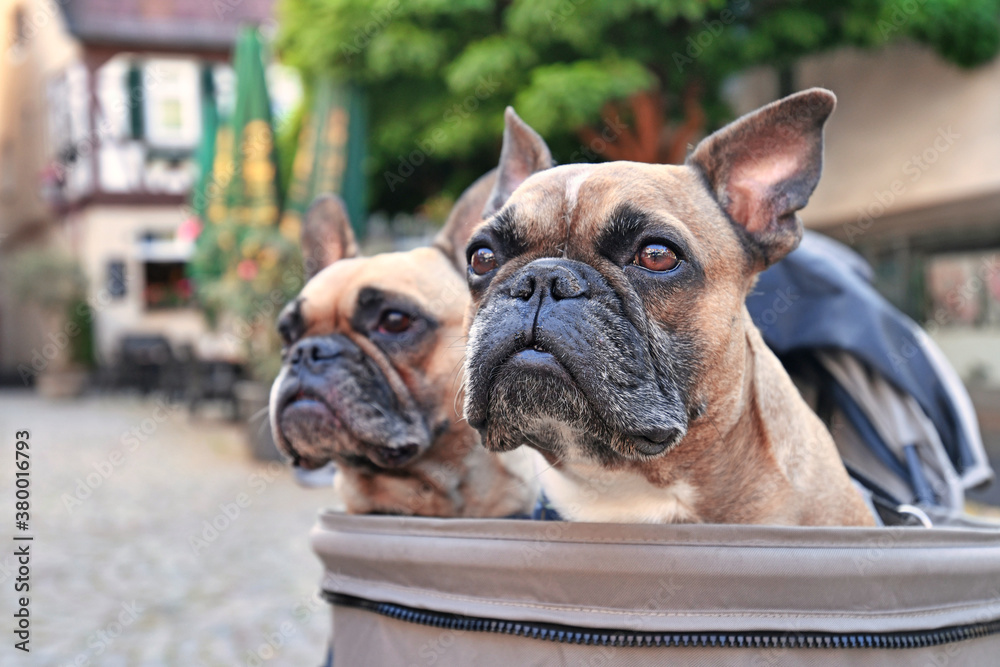 Head of French Bulldog dog sticking out of dog buggy with blurry city background