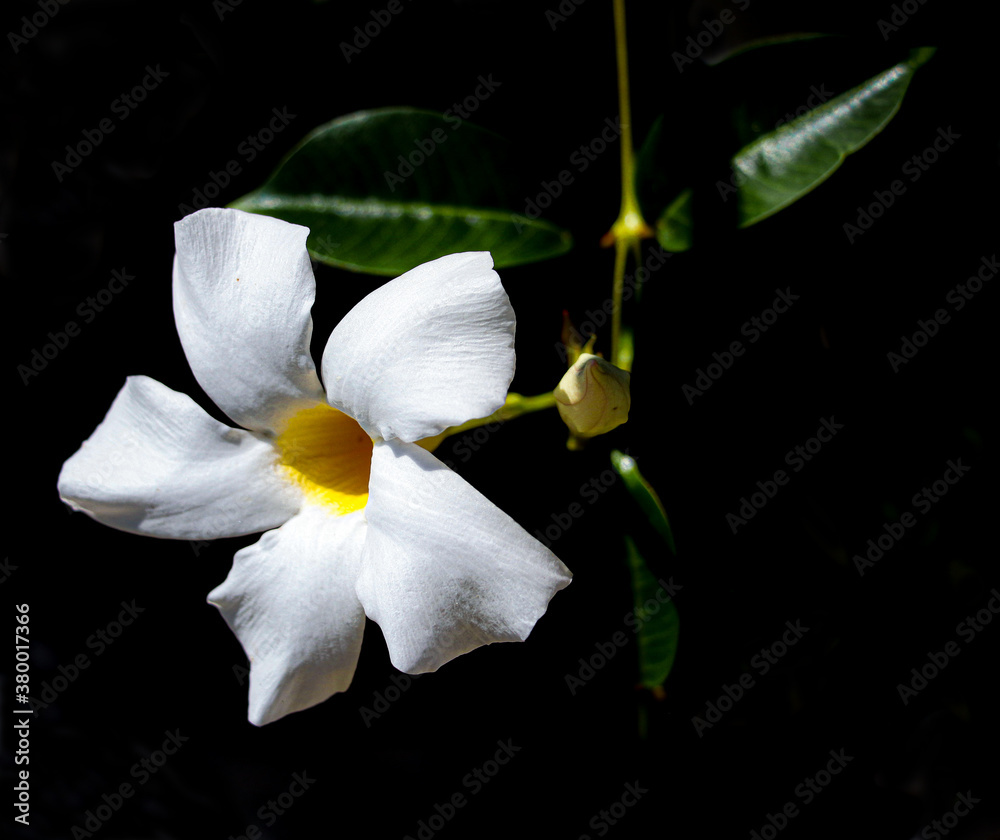 Fototapeta premium white orchid on black background
