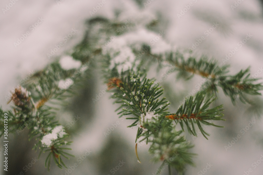 Pine tree branch covered with snow Pine tree branch covered with snow