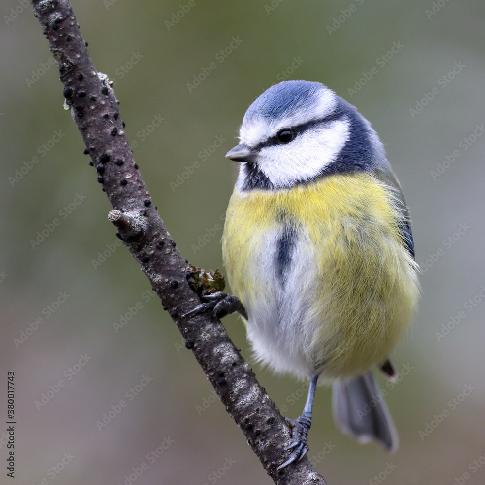 Naklejka premium Blue tit