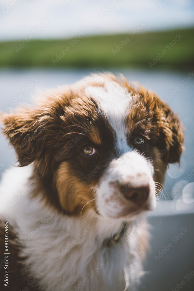 Puppy Dog Eyes Puppy Dog Eyes
