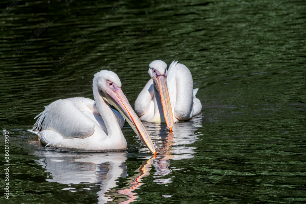 Great White Pelicans (Pelecanus onocrotalus) on lake Great White Pelicans (Pelecanus onocrotalus) on lake