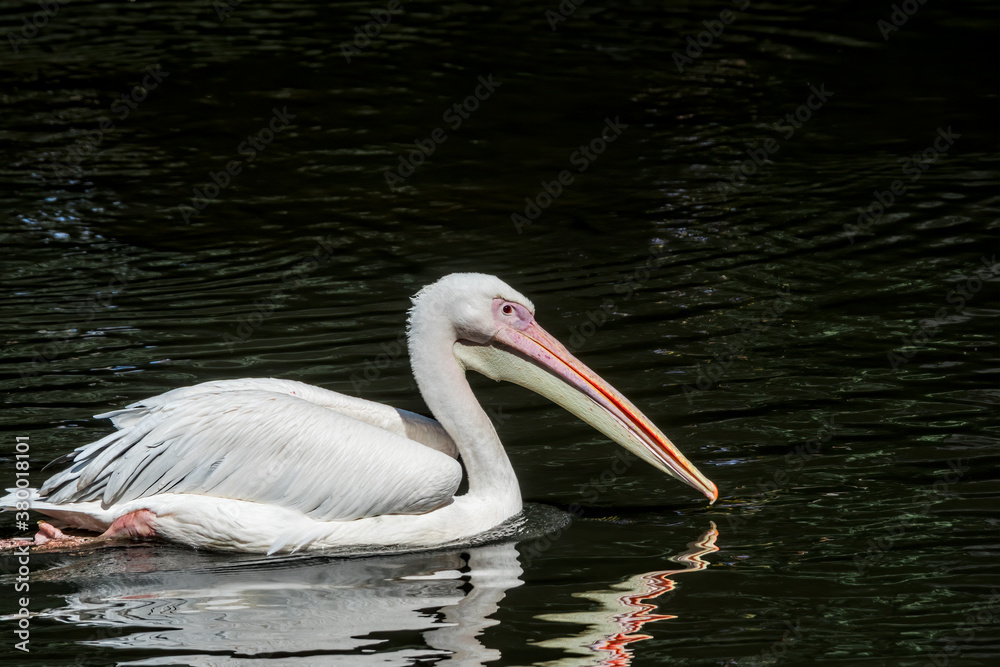Great White Pelican (Pelecanus onocrotalus) on lake Great White Pelican (Pelecanus onocrotalus) on lake