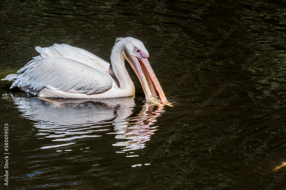 Great White Pelican (Pelecanus onocrotalus) on lake Great White Pelican (Pelecanus onocrotalus) on lake