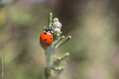 Ladybug on a flower.