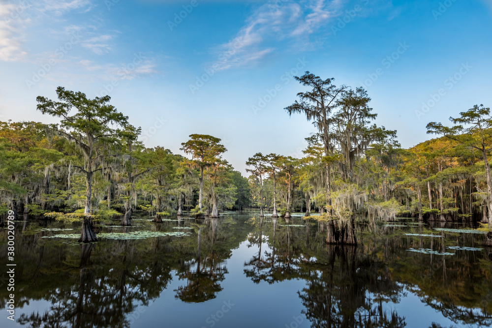 Cypress trees in the swamp of the Caddo Lake State Park, Texas