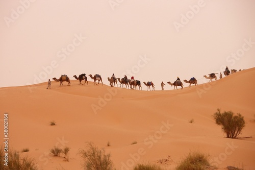 Tunesien,TUN  Erg Oriental, 20.03.2008 ..Kamel Trekking in der nördlichen Sahara. Kamelkarawane auf einer Sanddüne Ksar ghilane.