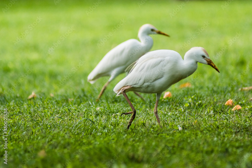 Fototapeta premium Cattle Egret