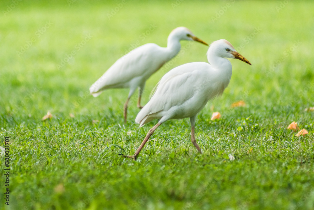 Fototapeta premium Cattle Egret