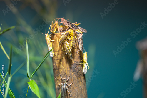 Desert locust Schistocerca gregaria is a species of locust, a periodically swarming, short-horned grasshopper in the family Acrididae photo