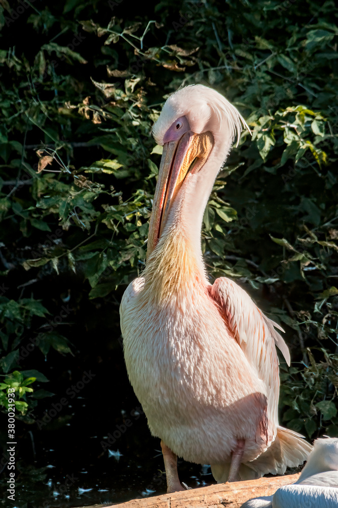 Great White Pelican (Pelecanus onocrotalus) on lake Great White Pelican (Pelecanus onocrotalus) on lake