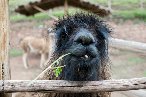 Funny alpaca portrait photo