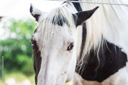 brown and white horses are playing on the farm photo