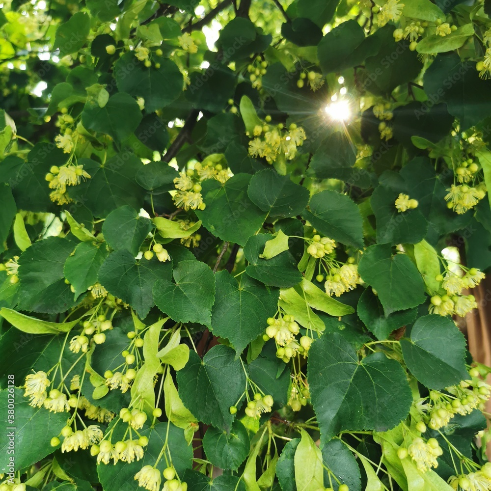 green leaves green leaves
