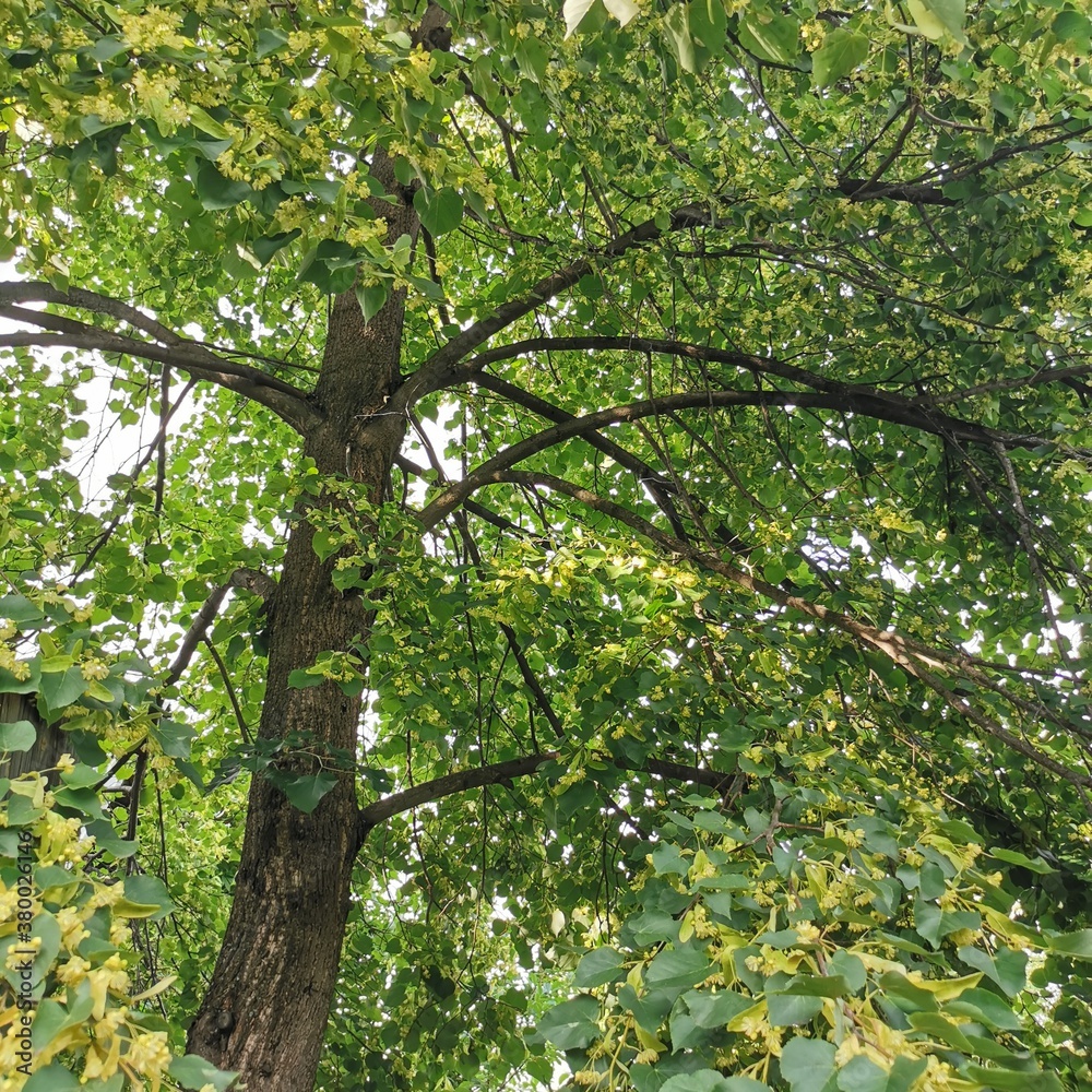 Obraz premium tree in the park