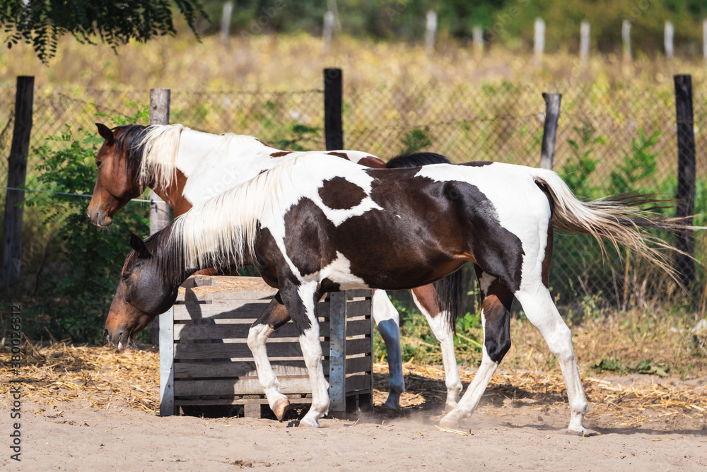 brown and white horses are playing on the farm brown and white horses are playing on the farm
