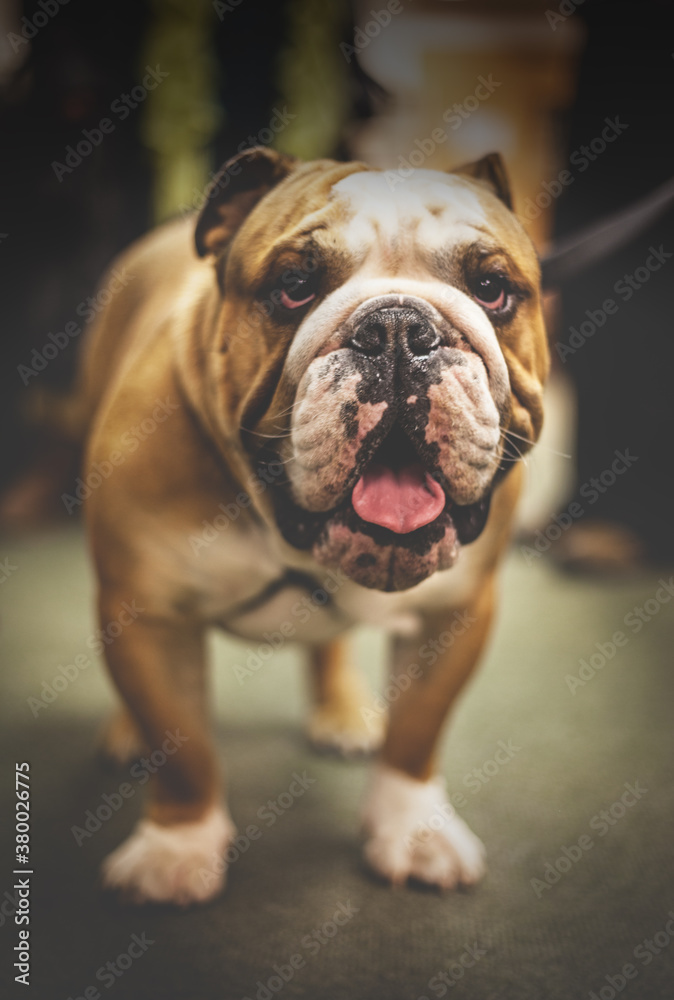Bulldog looking at camera. Bulldog looking at camera.