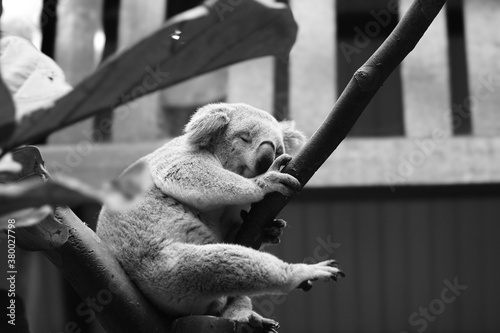 Photography koala in the zoo