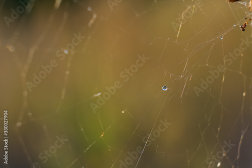 A wet spiders web shot against some colourful flowers.