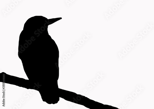 martin pecheur ombre silhouette 