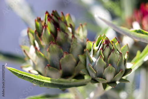 The beautiful artichoke flower, an exotic and medicinal plant.