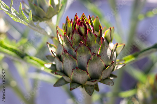 The beautiful artichoke flower, an exotic and medicinal plant.