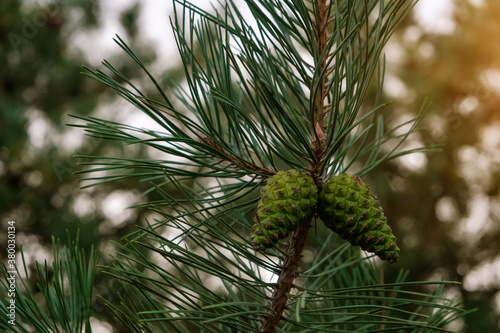 Pine needle shape leaves with young cone in a forest