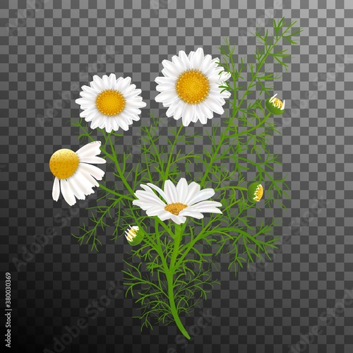 Vector realistic bouquet of chamomile plant. Camomile white flowers, buds, green leaves, stems. Black and transparent background. Elements for web design.