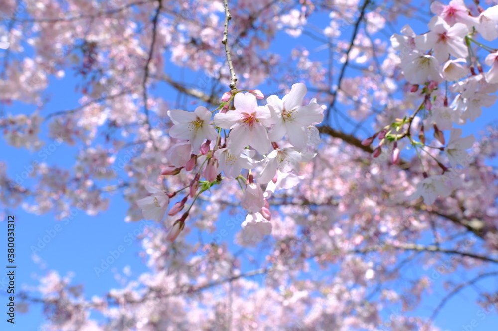 pink cherry blossom of Japan