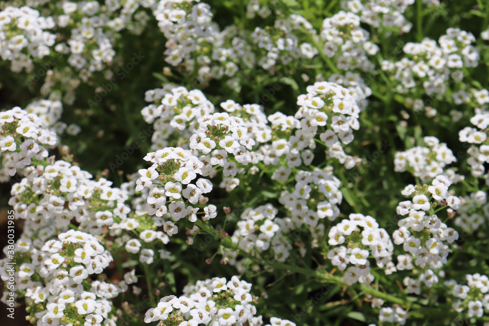 Closeup of blooming alysium with clusters of small white flowers Closeup of blooming alysium with clusters of small white flowers