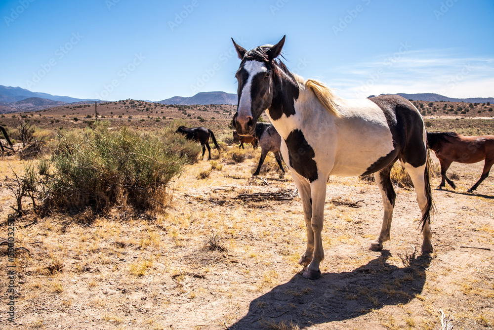 Φωτογραφία wild horses in Nevada desert Appaloosa spotted horse in foreground