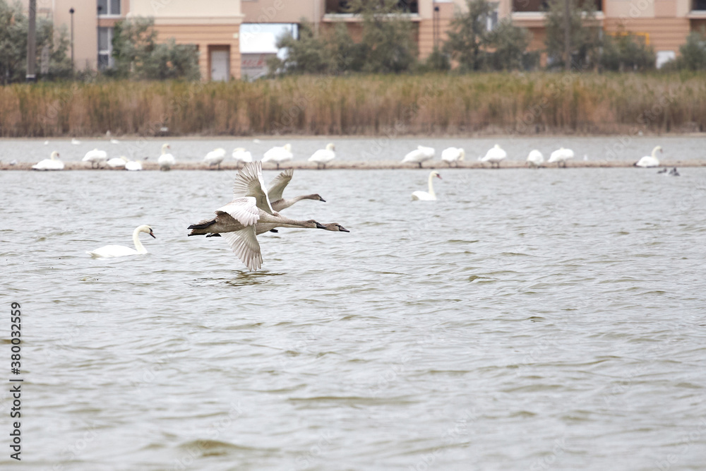 Wild swans and geese on the lake, close-up portrait. The goose sits down on the water.