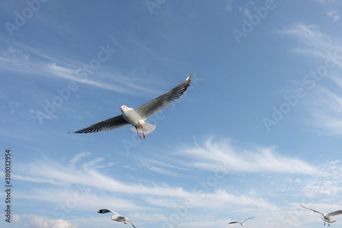Seagulls inflight photo