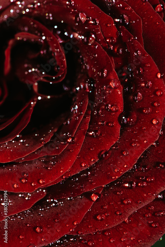 Close up of dew droplets on red rose photo