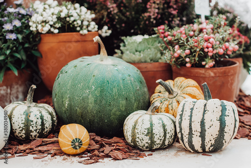 Autumn still life with colorful pumpkins and season flowers photo