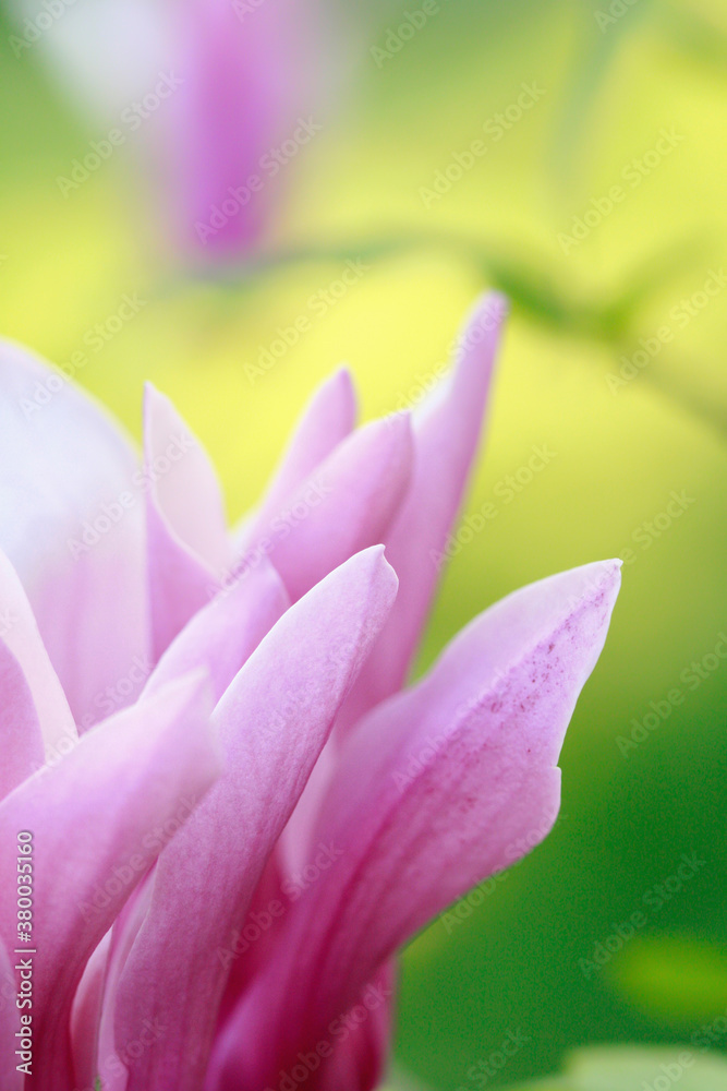 Abstract shot of Lily Magnolia flowers on the plant Abstract shot of Lily Magnolia flowers on the plant