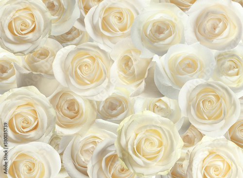 Many beautiful white roses as background  top view