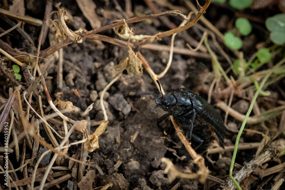 A Prionus Laticollis, better known as a Broad Necked
Root Borer Beetle, explores the early fall ground clutter from surrounding plants and trees. A Prionus Laticollis, better known as a Broad Necked
Root Borer Beetle, explores the early fall ground clutter from surrounding plants and trees.
