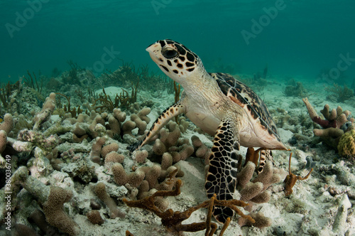 Hawksbill Sea Turtle photo