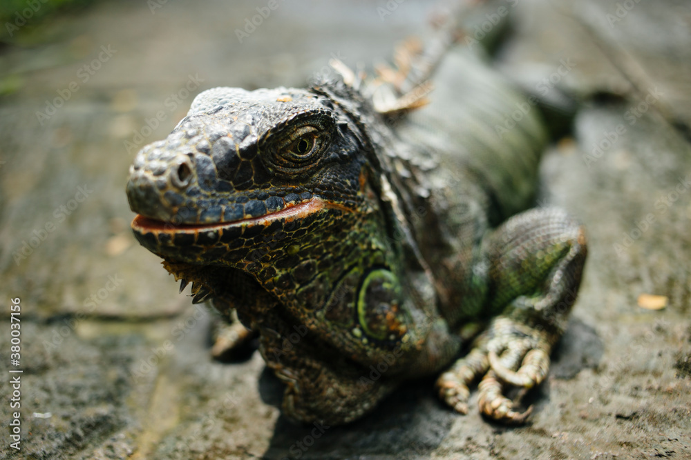 Iguana Iguana