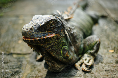 Iguana