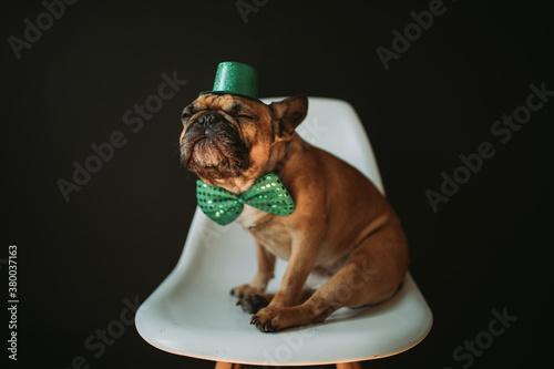 French Bulldog Puppy Dog Dressed as Leprechaun for St. Patrick's Day photo